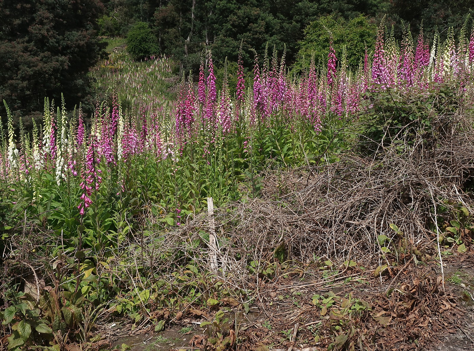 Foxglove at its invasive worst.