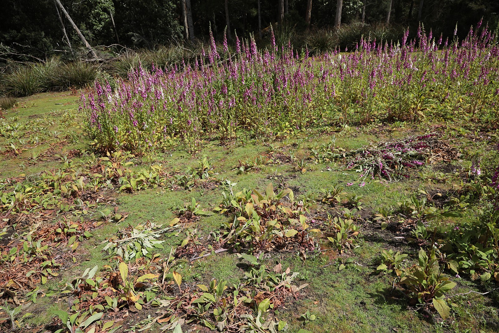 The prune and spray technique.